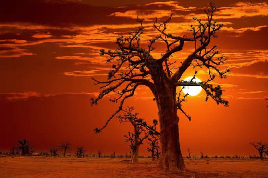 Silhouette of baobab tree against orange sunset sky in Senegal